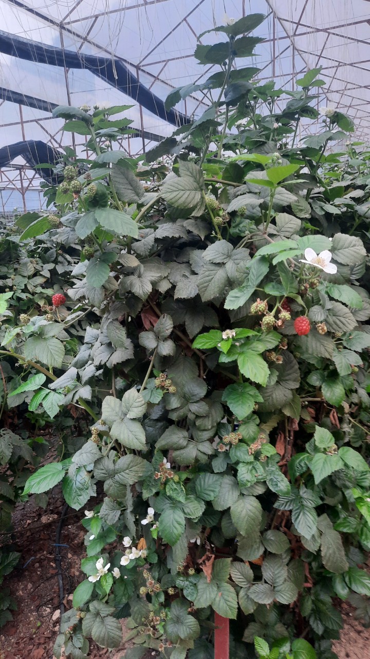 Product Info Image 3